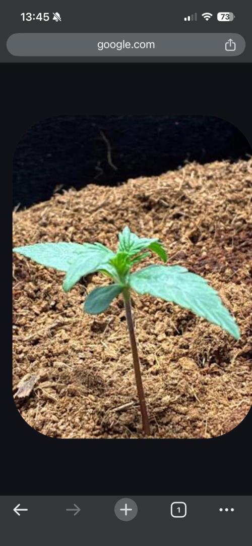 First ever grow Pineapple Express. Week 2