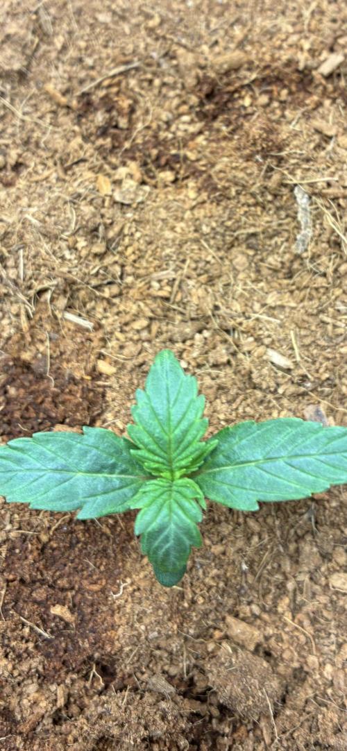 First ever grow Pineapple Express. Week 2