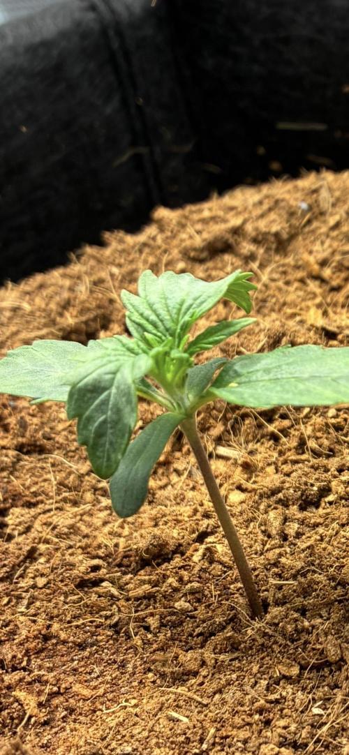 First ever grow Pineapple Express. Week 2