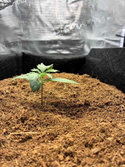 First ever grow Pineapple Express. Week 2