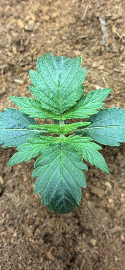 First ever grow Pineapple Express. Week 2