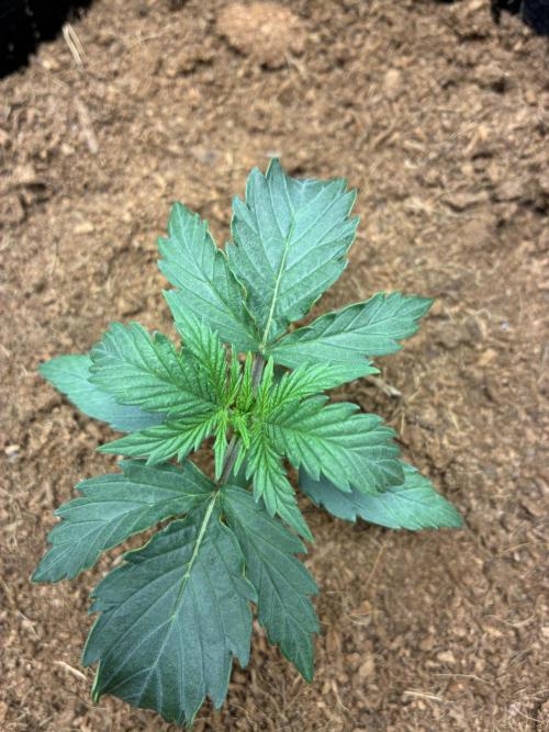 First ever grow Pineapple Express. Week 2