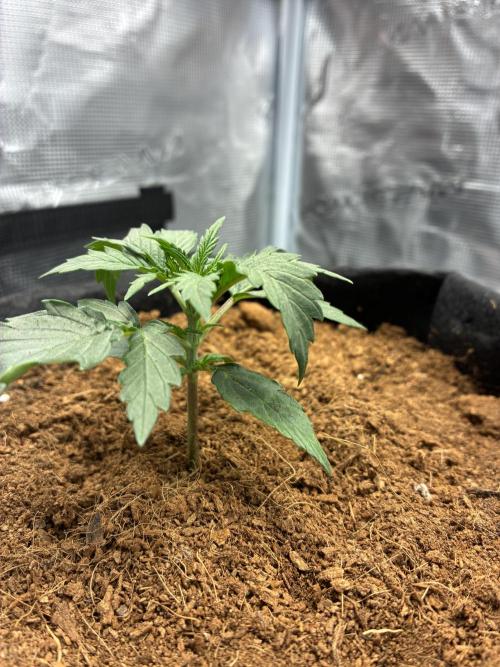 First ever grow Pineapple Express. Week 3