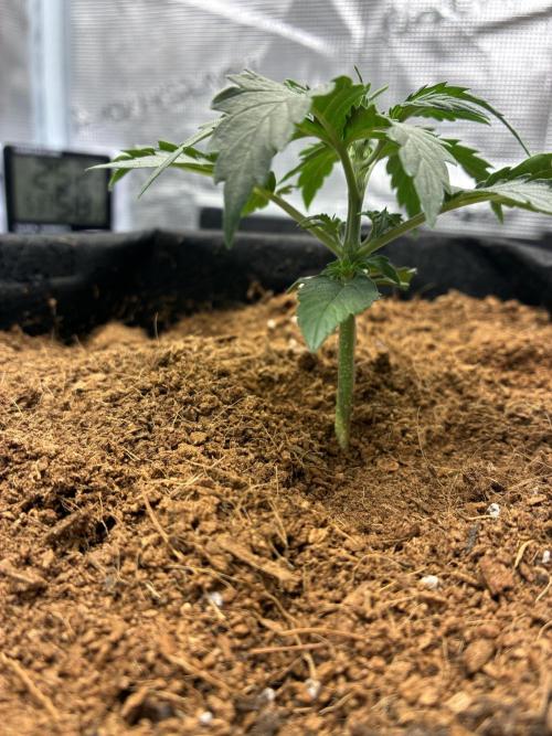First ever grow Pineapple Express. Week 3