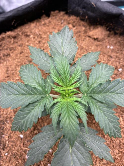 First ever grow Pineapple Express. Week 3