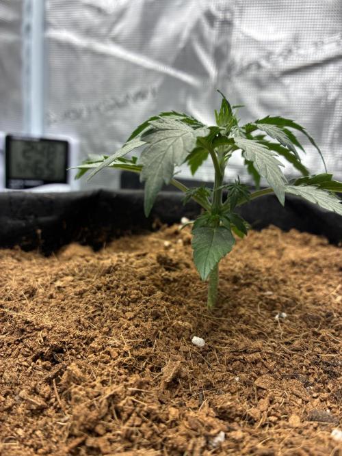 First ever grow Pineapple Express. Week 3