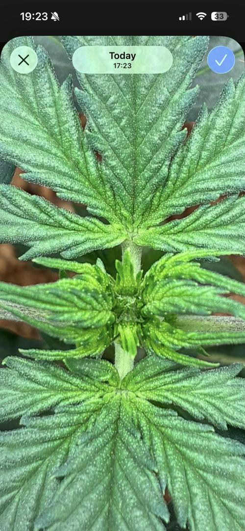 First ever grow Pineapple Express. Week 3