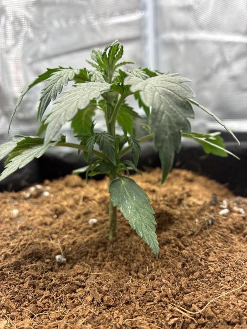 First ever grow Pineapple Express. Week 3
