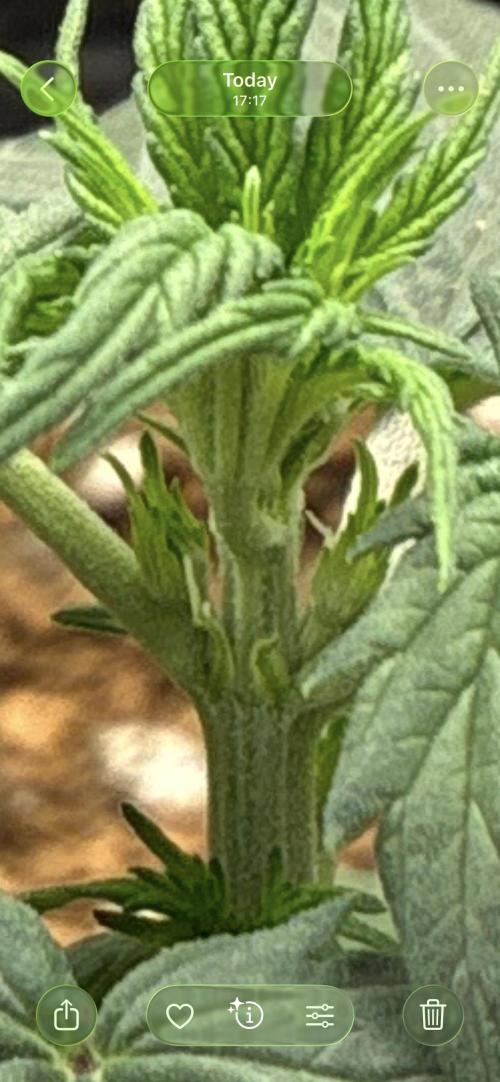 First ever grow Pineapple Express. Week 3
