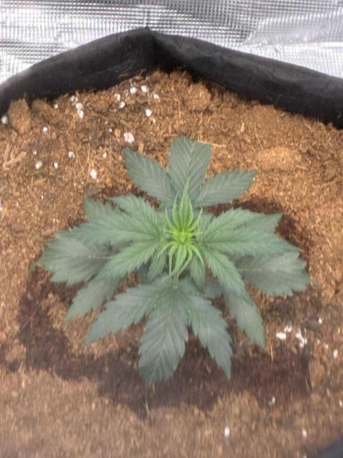 First ever grow Pineapple Express. Week 3
