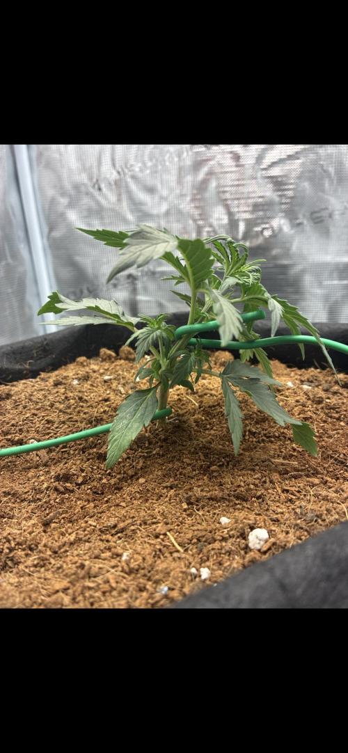 First ever grow Pineapple Express. Week 3