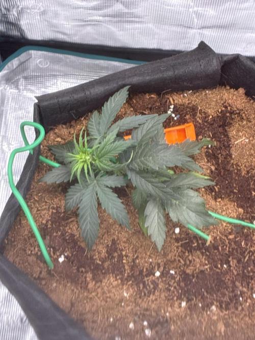 First ever grow Pineapple Express. Week 3