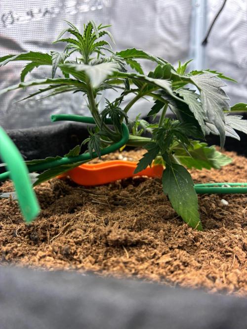 First ever grow Pineapple Express. Week 3