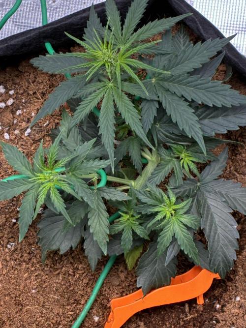 First ever grow Pineapple Express. Week 4