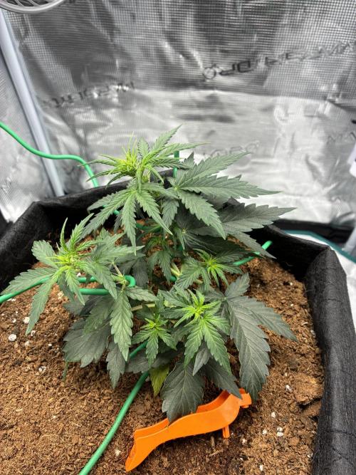 First ever grow Pineapple Express. Week 4