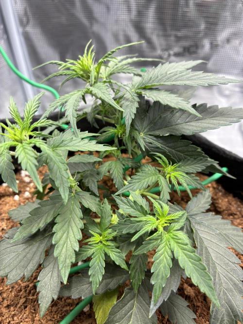 First ever grow Pineapple Express. Week 4