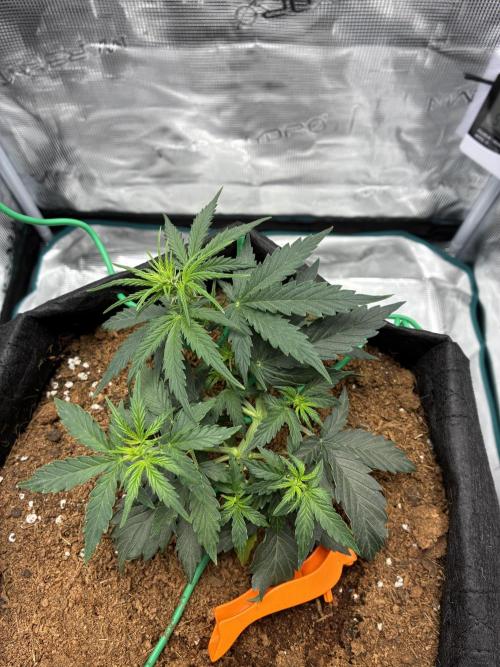 First ever grow Pineapple Express. Week 4
