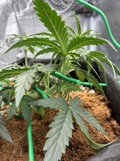First ever grow Pineapple Express. Week 4