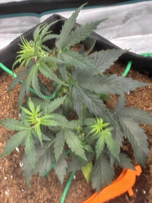 First ever grow Pineapple Express. Week 4