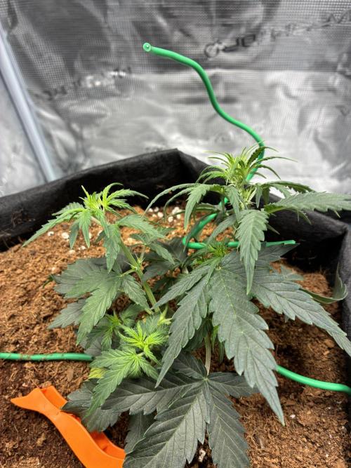 First ever grow Pineapple Express. Week 4