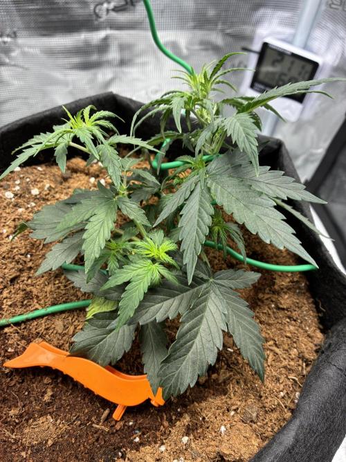 First ever grow Pineapple Express. Week 4
