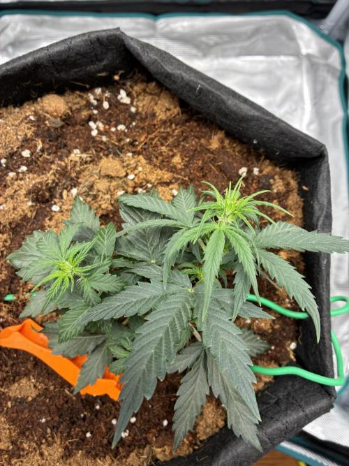 First ever grow Pineapple Express. Week 4