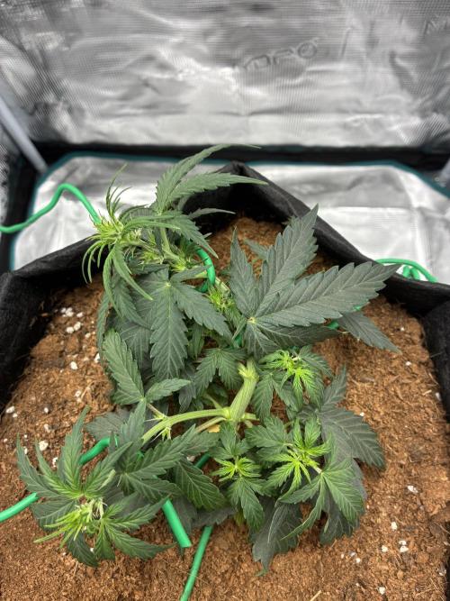 First ever grow Pineapple Express. Week 4