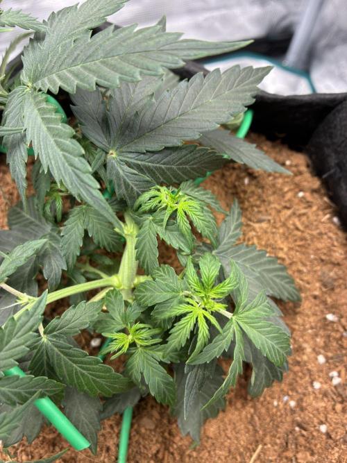 First ever grow Pineapple Express. Week 4