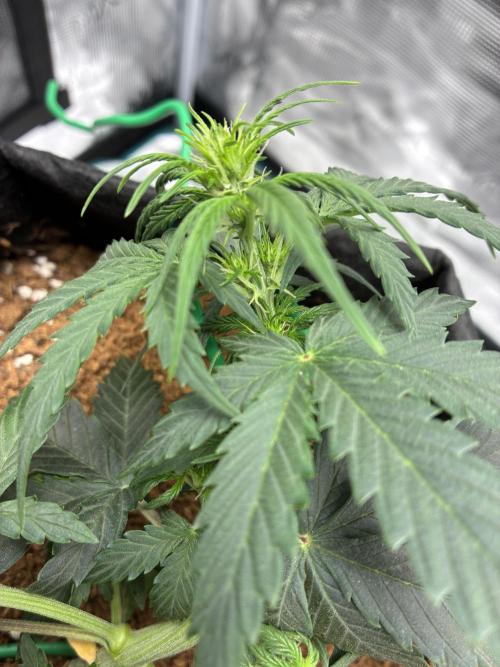 First ever grow Pineapple Express. Week 4