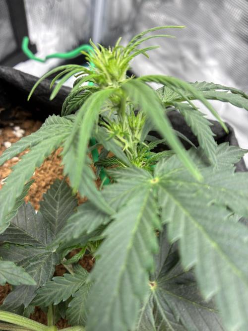 First ever grow Pineapple Express. Week 4