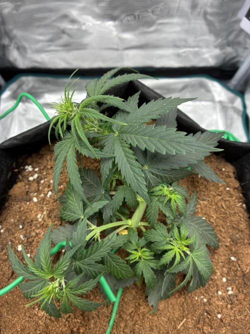 First ever grow Pineapple Express. Week 4