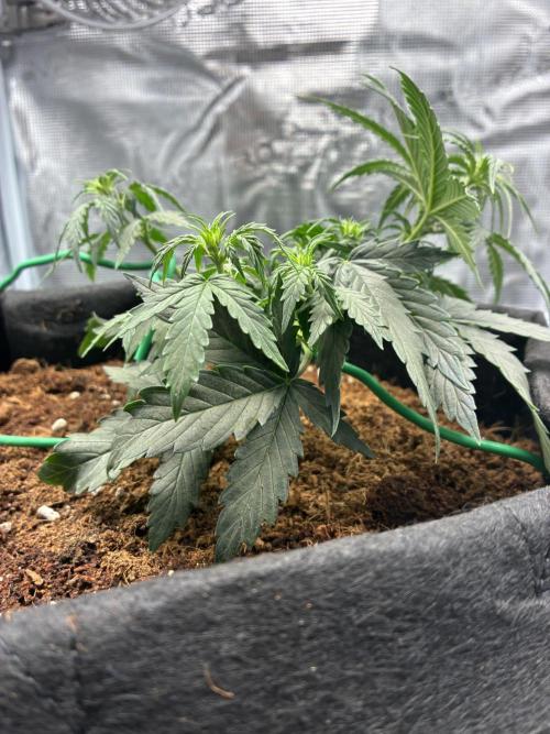 First ever grow Pineapple Express. Week 4