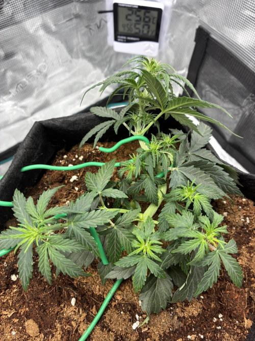 First ever grow Pineapple Express. Week 4
