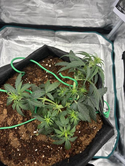 First ever grow Pineapple Express. Week 4