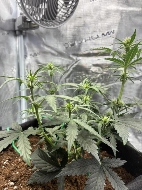 First ever grow Pineapple Express. Week 5