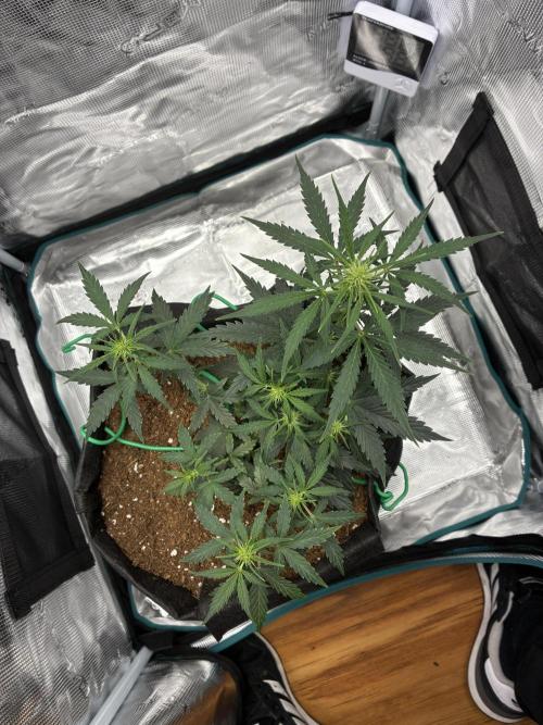 First ever grow Pineapple Express. Week 5