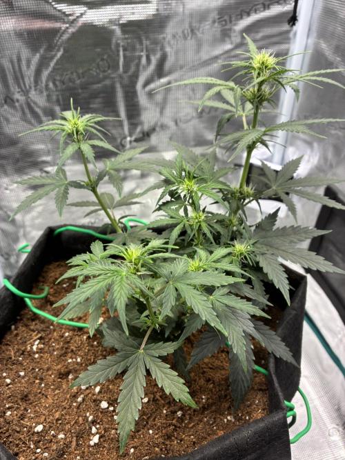 First ever grow Pineapple Express. Week 5
