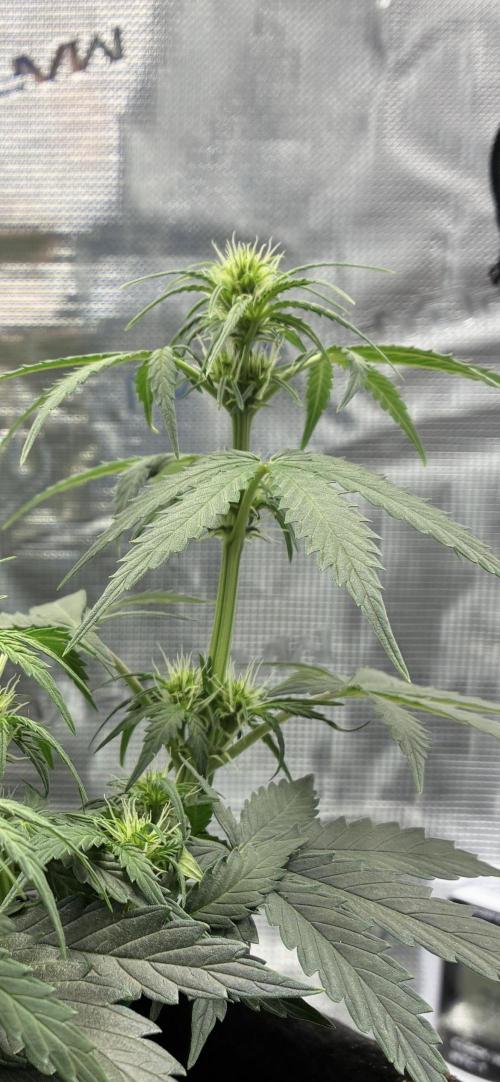 First ever grow Pineapple Express. Week 5