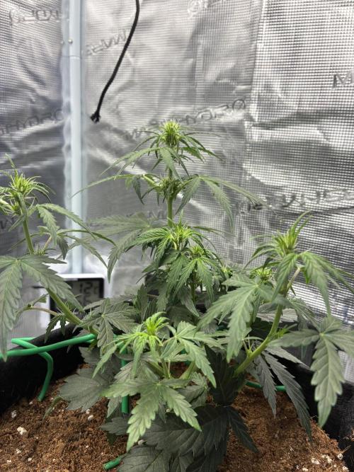 First ever grow Pineapple Express. Week 5