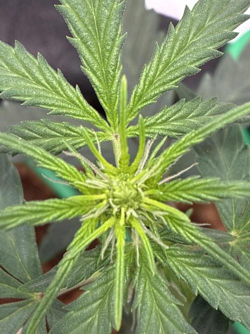First ever grow Pineapple Express. Week 5