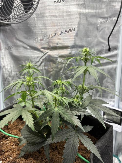 First ever grow Pineapple Express. Week 5