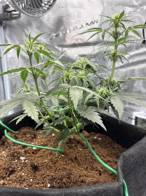 First ever grow Pineapple Express. Week 5
