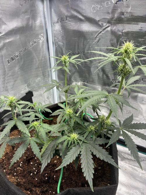 First ever grow Pineapple Express. Week 5