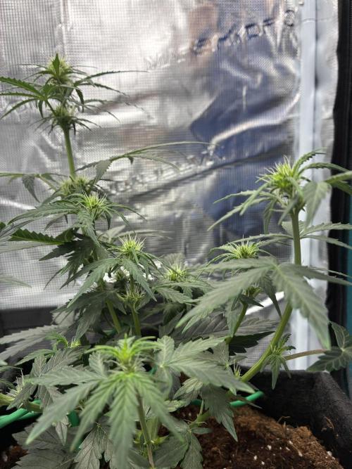 First ever grow Pineapple Express. Week 5