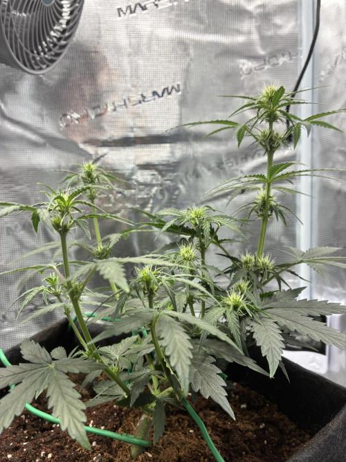 First ever grow Pineapple Express. Week 5