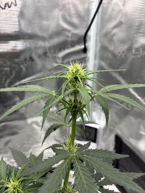First ever grow Pineapple Express. Week 5