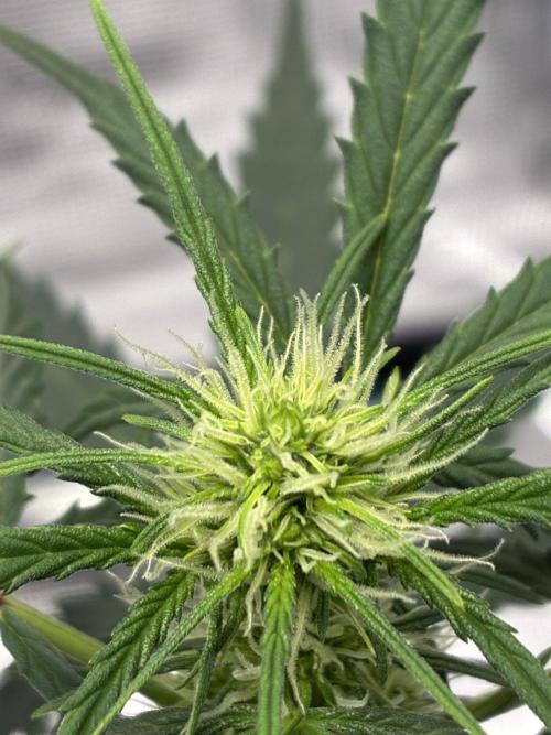 First ever grow Pineapple Express. Week 5