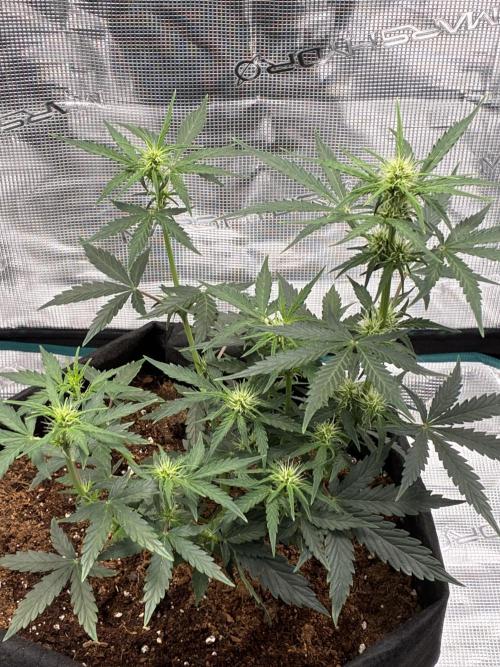 First ever grow Pineapple Express. Week 5