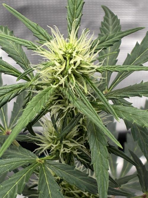 First ever grow Pineapple Express. Week 5