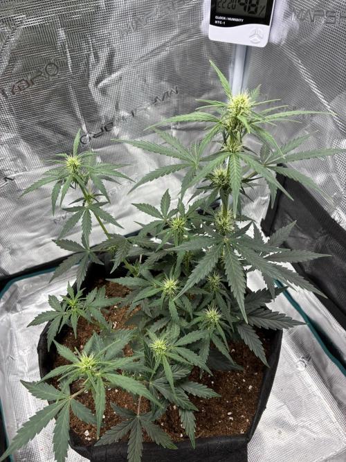 First ever grow Pineapple Express. Week 5